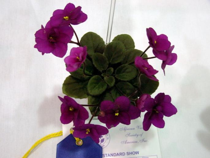 optimara_little_ruby_2005avsa_3 - violete de pe net 1