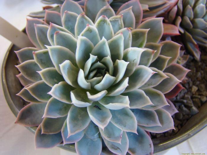 echeveria_violet_queen_2 - Cactusi care m-au impresionat prin frumusete