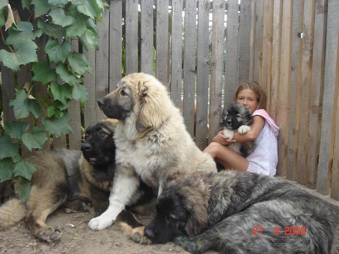 Blackey,Bertha,Fennia Ksiezyc Pamiru,Kashmir Echinus - 00 Ciobanesc Caucazian