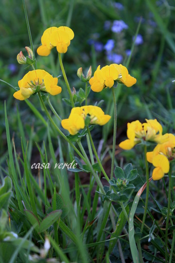 Lotus corniculatus-Ghizdei - frumuseti salbatice