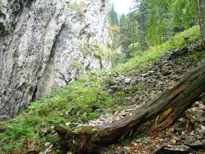 DSC04500 - Valea Crapaturii - Piatra Craiului