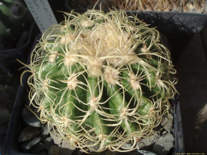 29mai_039 - Cactusi care m-au impresionat prin frumusete