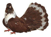 castaniu de craiova - X-TODAS LAS RASAS DE PALOMAS EN EL MUNDO