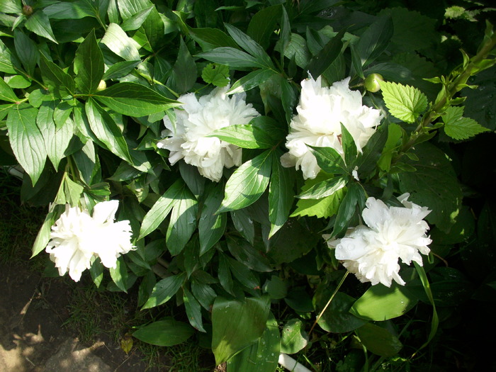 DSCI0704 - flori din gradina mea