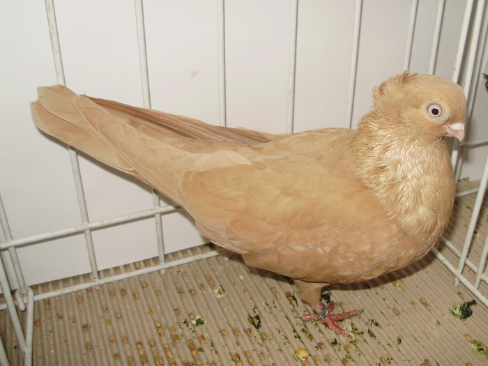 braila 2 - 1509 rom juc 1