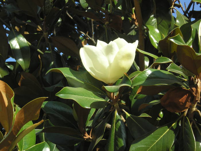 P6300181 - magnolia grandiflora Spania 2008