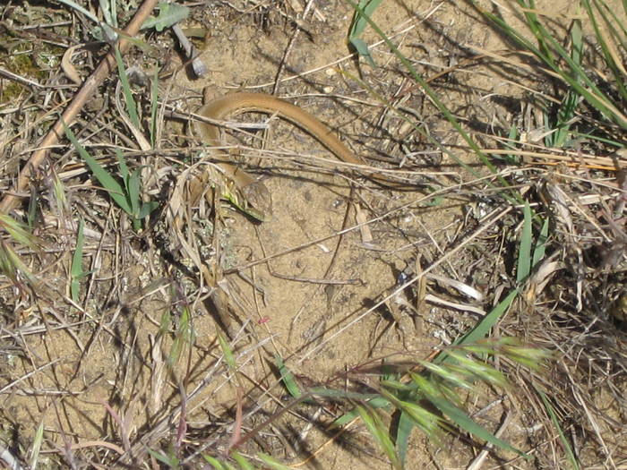 IMG_3424 - salcim I si II 2009