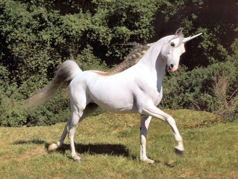 unicorns_csg010