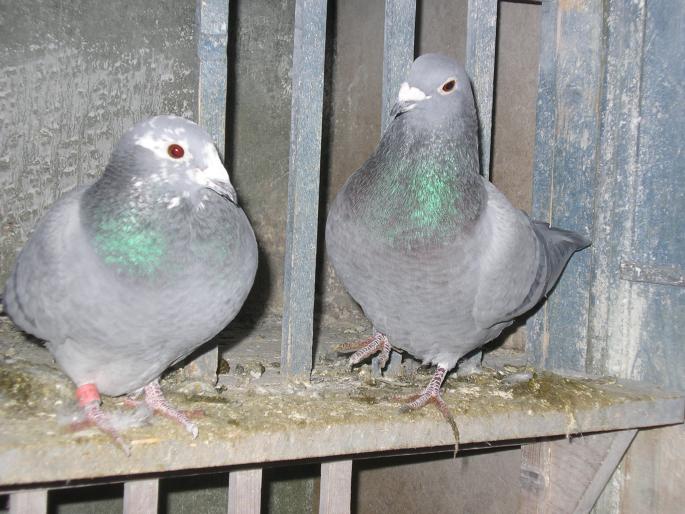 IMGP0407 - Cursierii vazduhului