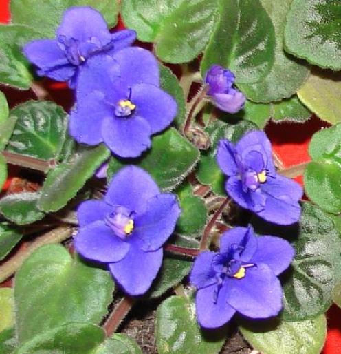 violete1 - violete