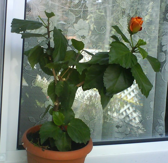 boboc Koening - hibiscusi