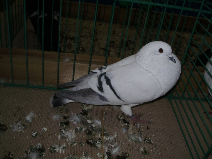 8736 cg 1 - 1507 partea 3b