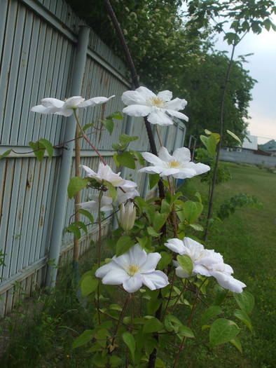 clematita - 2009