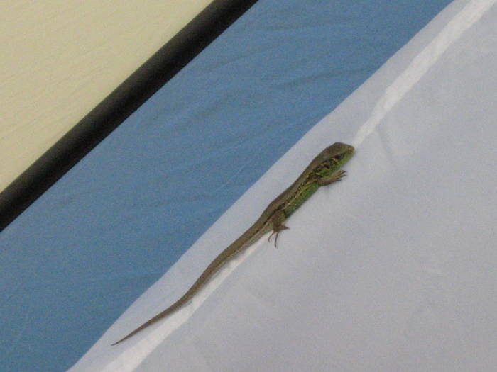 IMG_3492 - salcim I si II 2009