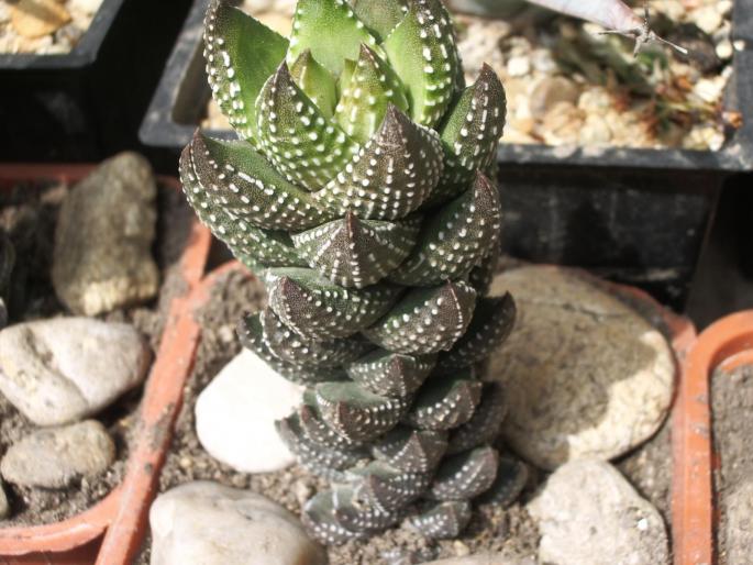 Haworthia reinwardtii