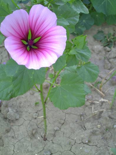 PICT0008