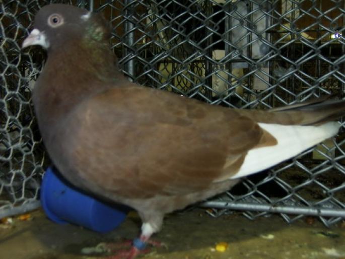 serbian highflyer 2 - 1501 Expo Timisoara 2006