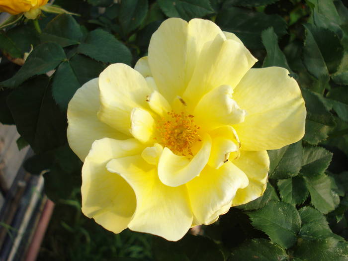 Rose Friesia (2009, May 14)