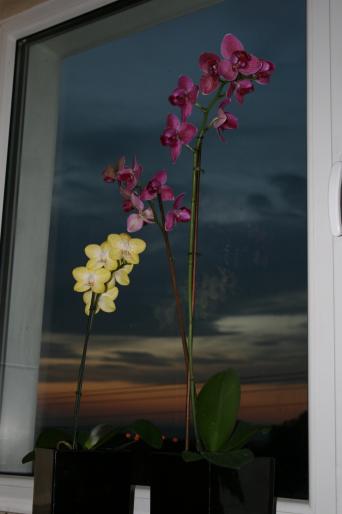 phalaenopsis; fam. orchidaceae
