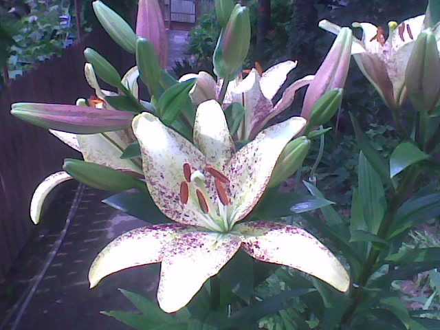Imag033