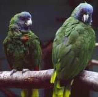 papagali - salvati animalele pe cale de disparitie