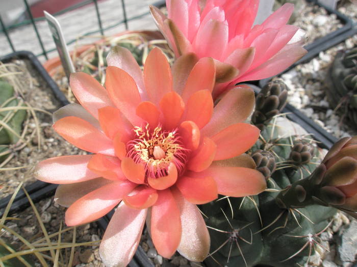 Gymnocalycium recent cumparat - floare 22.05 - Gymnocalycium