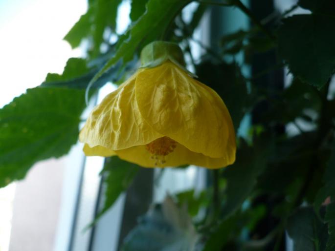 Abutilon - Alte plante