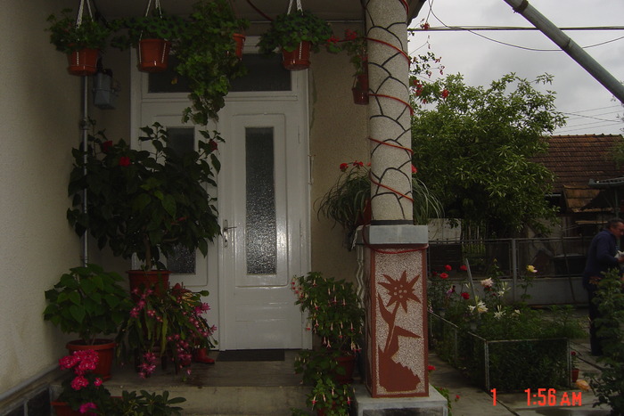 Picture 322 - florile mele in 2009