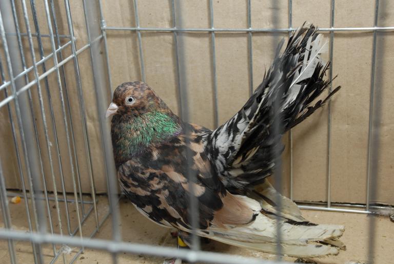 DSC_3887 - Campioni Expo TM2