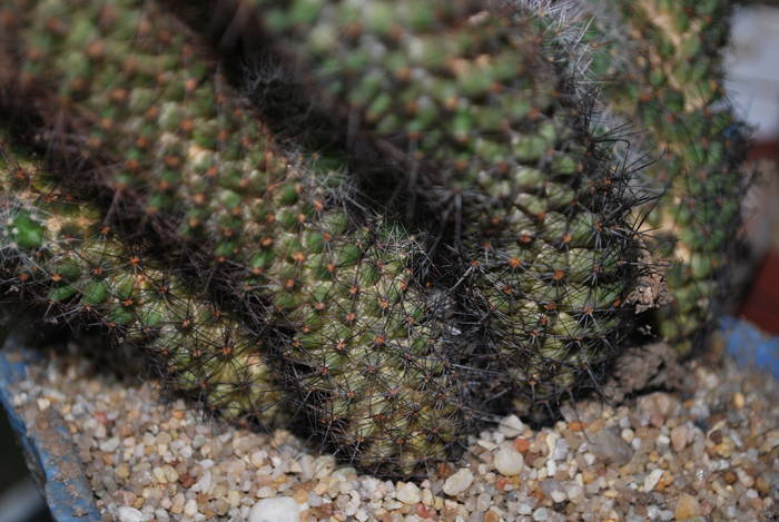 mamillaria elongata - Cactusii mei