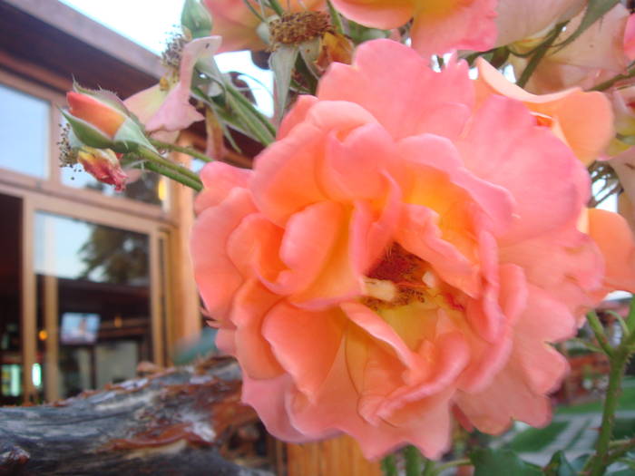 DSC01749