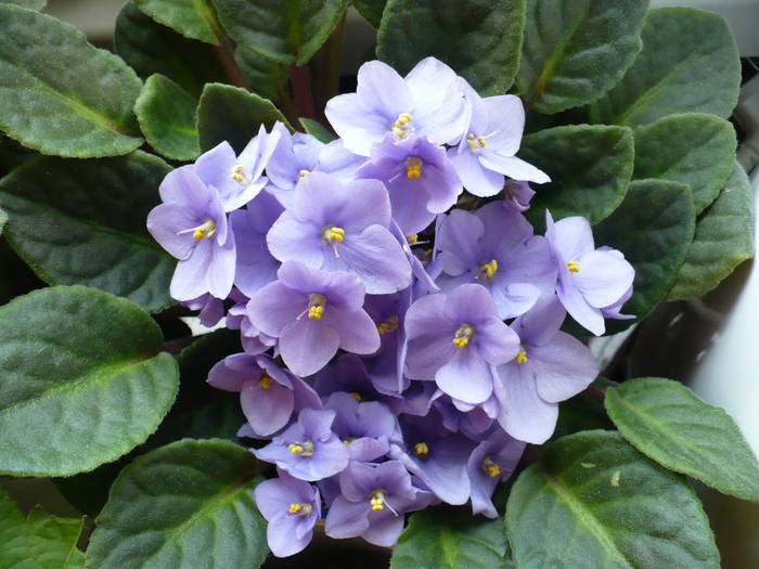 P1120465 - Saintpaulia - violete de camera