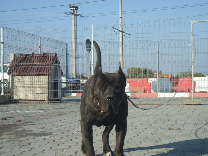 DSCF1963 - snoopyfightdogo  canario