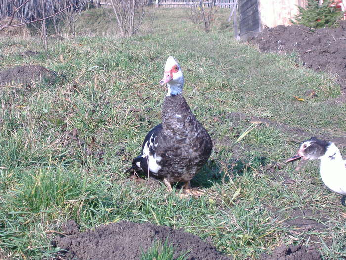 DSCF6198 - Rata leseasca - Cairina moschata