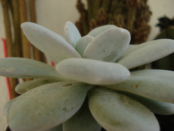 Echeveria laui