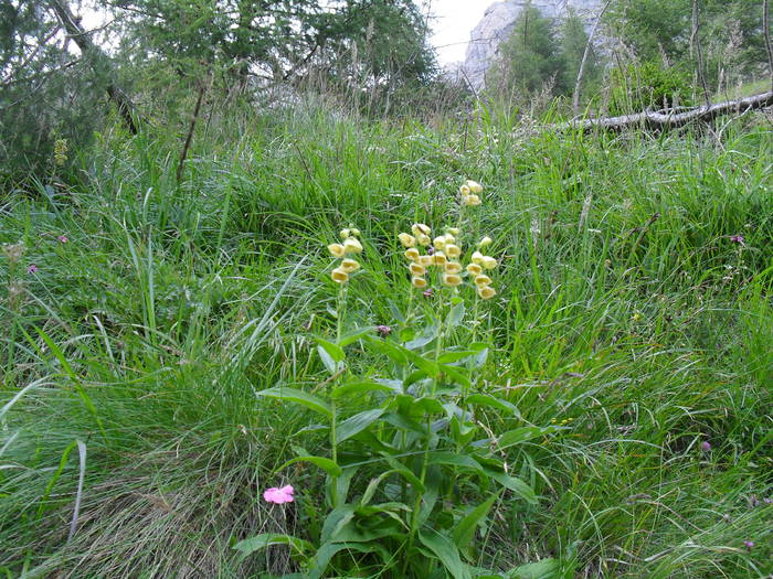 SDC10111 - Valea Caraiman-Bucegi