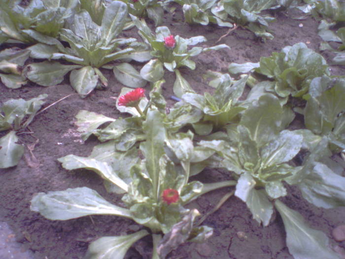 bumbisori, paralute, banuti; Bellis perennis
Infloreste de toamna pana vara
