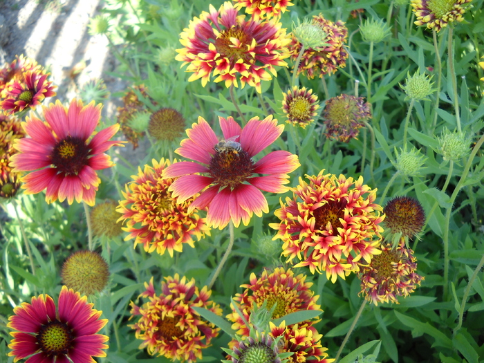 Picture 332 - flori dragute