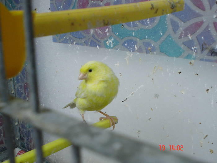 DSC03944 - canari poze 2009