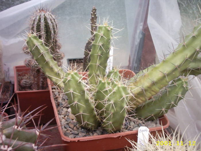 70-Echinocereus blanckii - cactusi