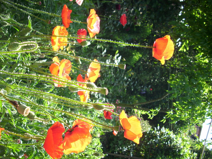 DSCI0419 - flori din gradina mea