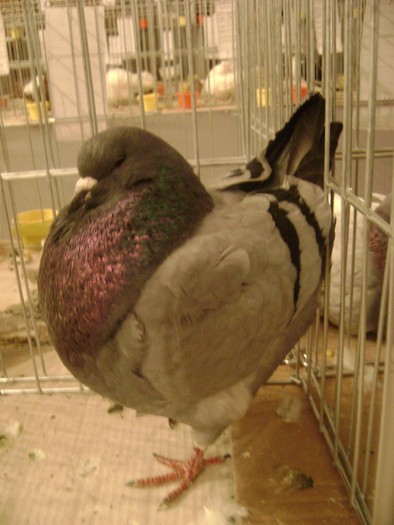 DSC08077