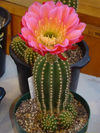 trichocereus_hybrid_i__1_martin_walker - Cactusi care m-au impresionat prin frumusete