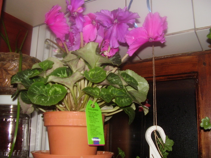 PC070030 - cyclamen