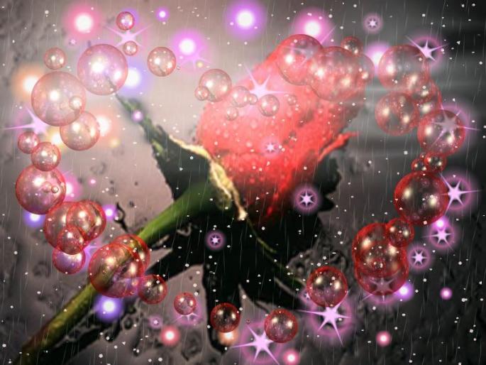 Rosa cu balonase - Trandafiri