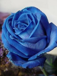 Blue_Rose909090909