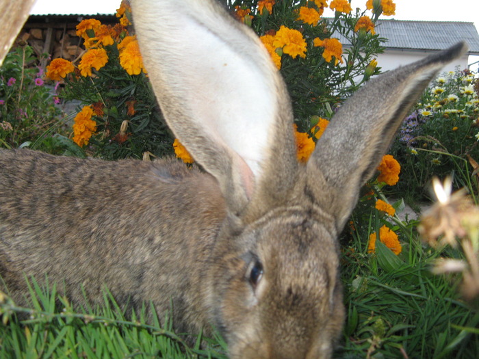 Picture 016 - iepuri