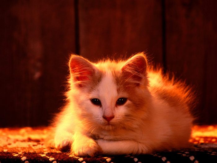 Longhair - Desktop Pisici