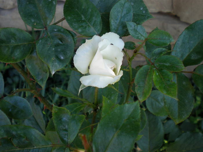 trandafir catarator - FLORILE MELE 2009