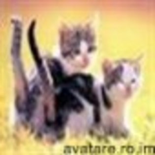 animale__avatare-cu-pisicute-43_jpg_85_cw85_ch85